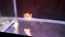 Convict Cichlids spawning babies, Tiger Red Oscar, Koi in One Tank