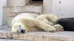 なかなか起きられないホッキョクグマ~Polar Bears can't get up