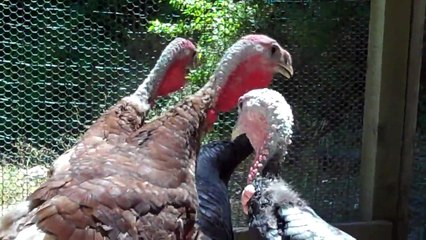 Curbstone Valley Farm - Turkeys 17 Weeks