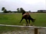 upadek z konia! ;O fall off horse