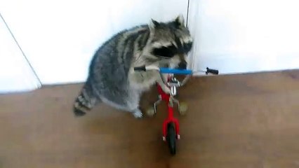 Mira cómo este mapache maneja una bicicleta