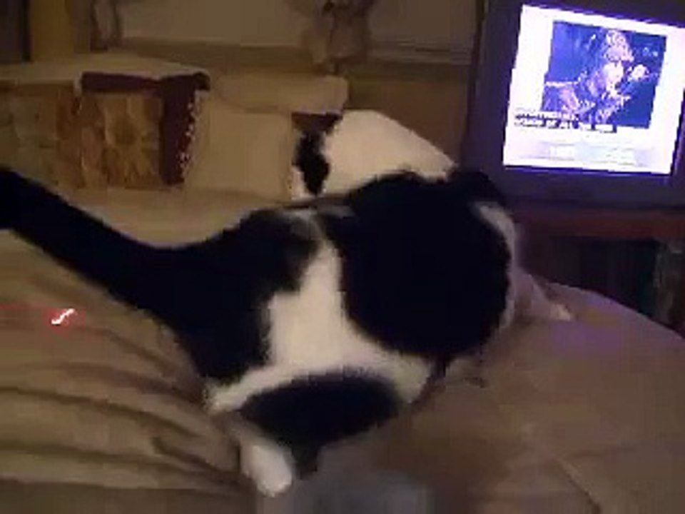 Cat vs. laser & boy laughing