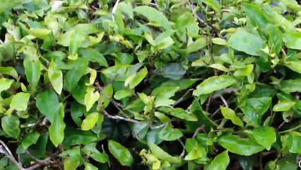 Cameron Highlands Malaysia