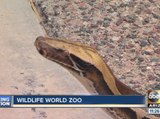 ABC15 News at 11am Snake at Wildlife World Zoo