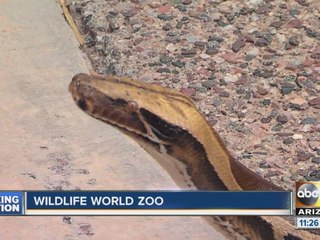 ABC15 News at 11am Snake at Wildlife World Zoo