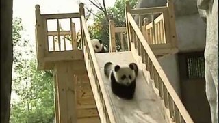Cute Pandas Playing on the Slide | Cuteness Overload