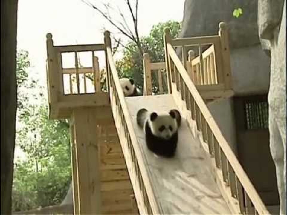 Cute Pandas Playing on the Slide | Cuteness Overload