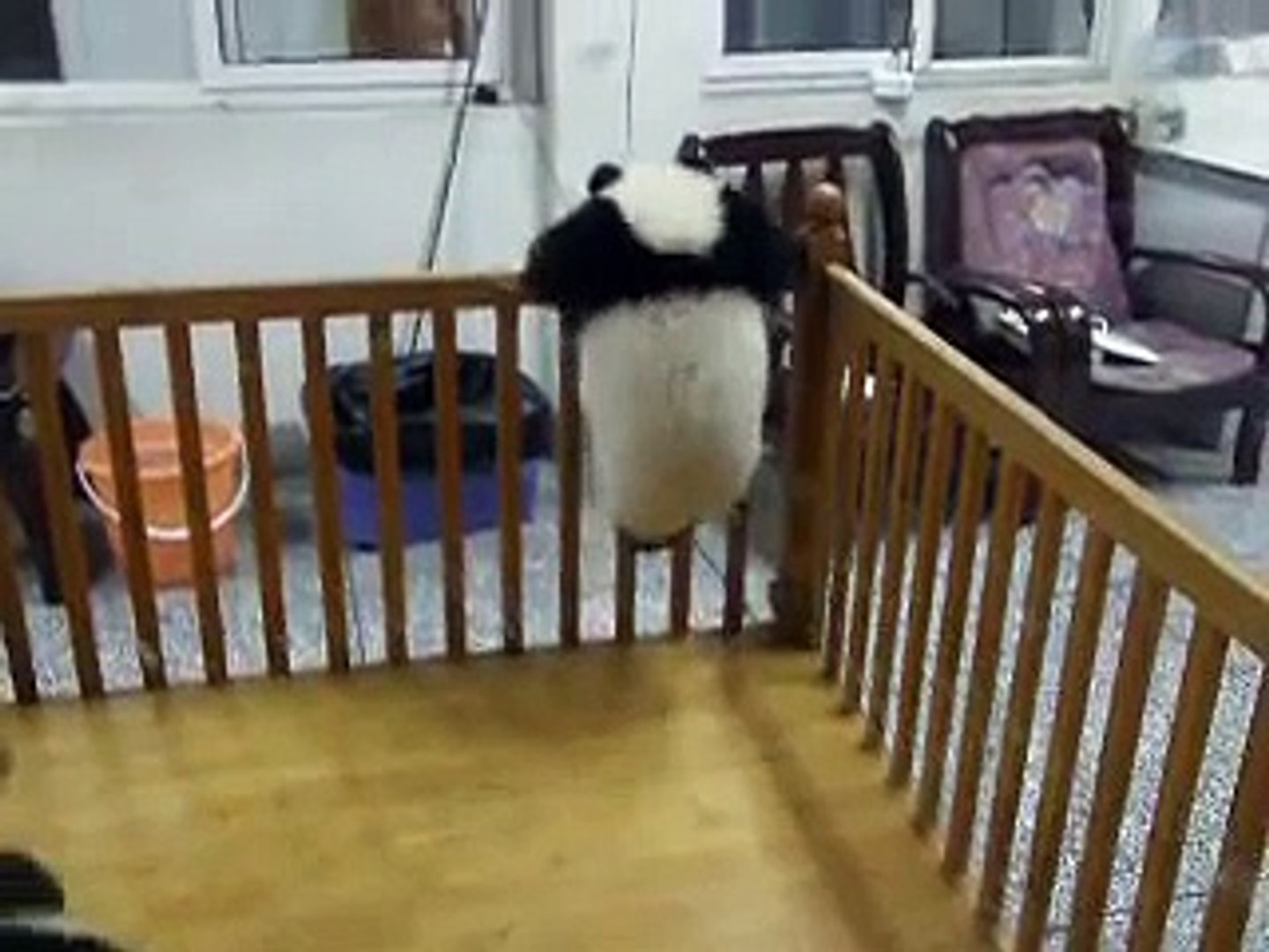⁣Escaping Baby Panda