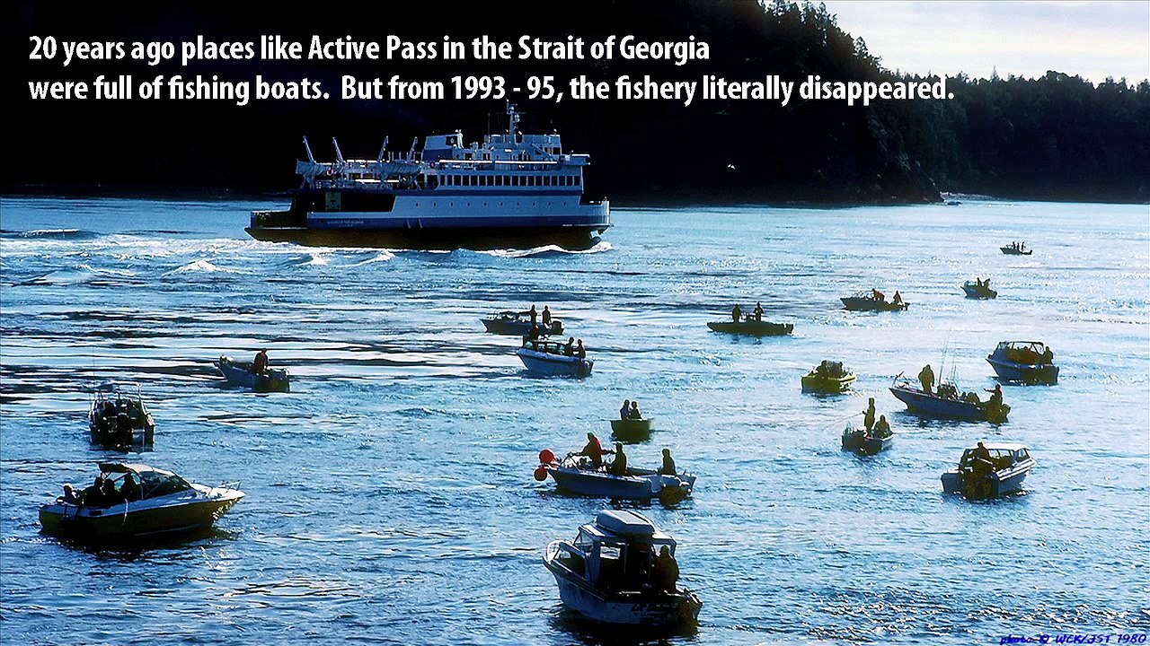 Salish Sea Marine Survival Project