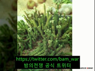 부천립카페 오아시스▷ 밤워 ◁ -광화문립카페 の 군자립카페 -