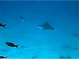 Caribstu Dive Service Spotted eagle ray