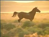 El Caballo: The Wild Horses of North America (trailer)