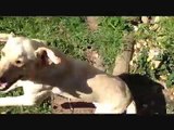 Super Cute Energetic 8 months old Golden Labrador Puppy Excited