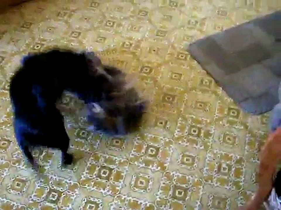Puggle eats Cat!