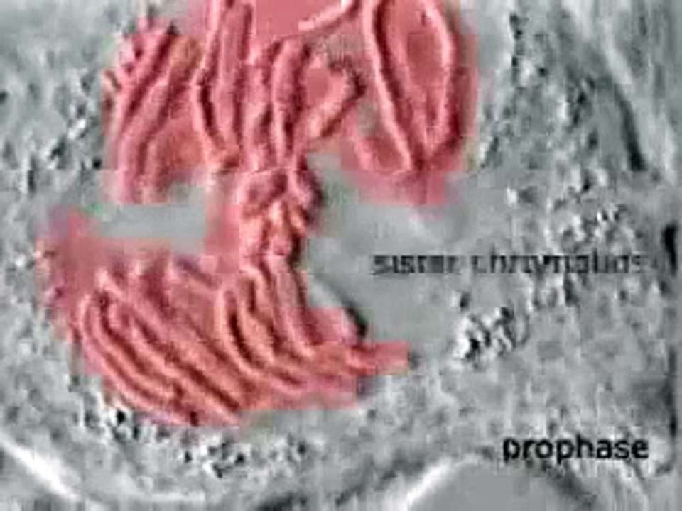 Under Electron Microscope-An Animal Cell Undergoes Mitosis