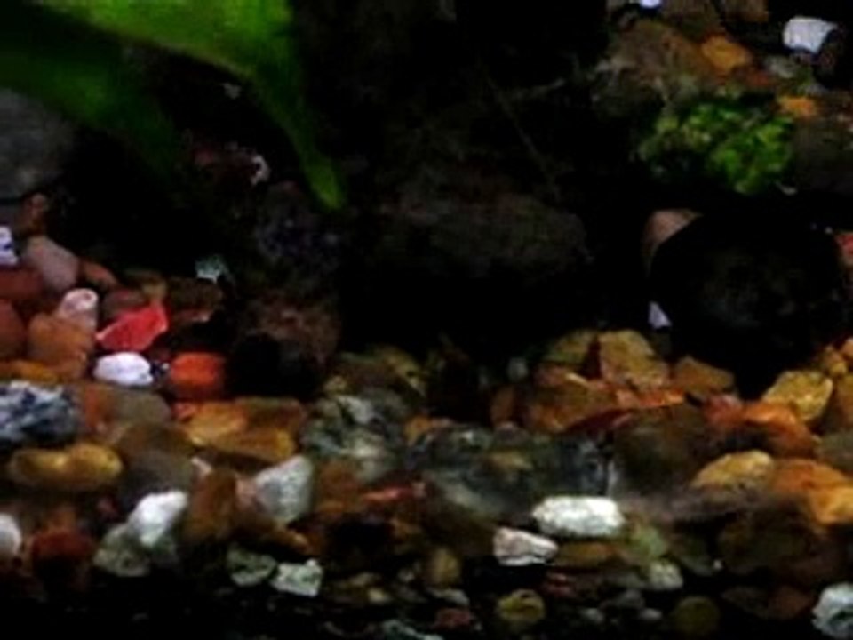 Loach eats Shrimp