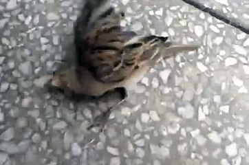 ND (Newcastle disease) in House Sparrow (Nervous Signs,Torticollis)