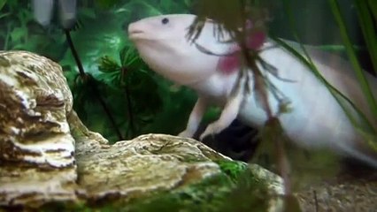 Repas des axolotls