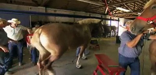 Learn more about Draft Horses