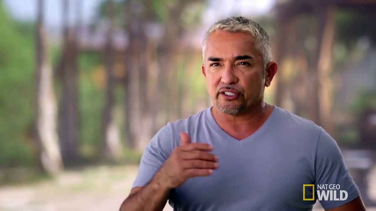 Correcting a Weimaraner's Instincts | Cesar 911