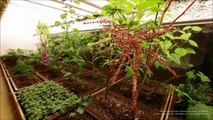Japan’s Urban Agriculture Cultivating Sustainability and Well-being