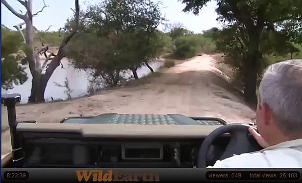 WildEarth Safari: Elephants at the Waterhole (Wild Safari and Djuma cams)