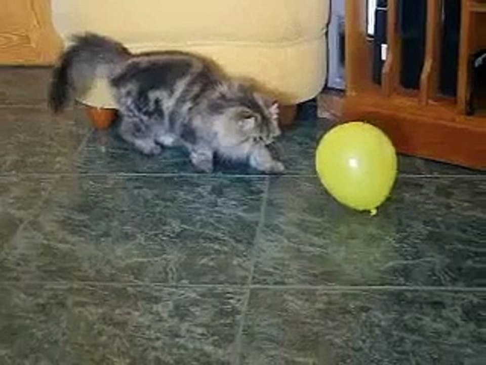 Mi Gata Lola - "Un globo, dos globos, tres globos..."