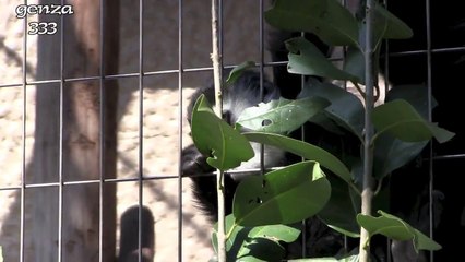 Small monkeys eat the bait feverishly