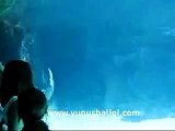 Yunus Balığı Akvaryum Dansı