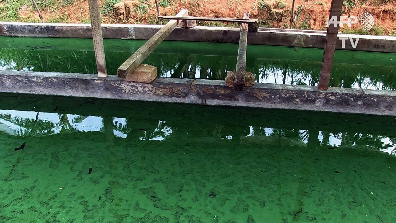 Sardines and spirulina to improve diets in Central Africa