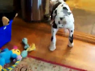 Blue the great dane after his ear cropping