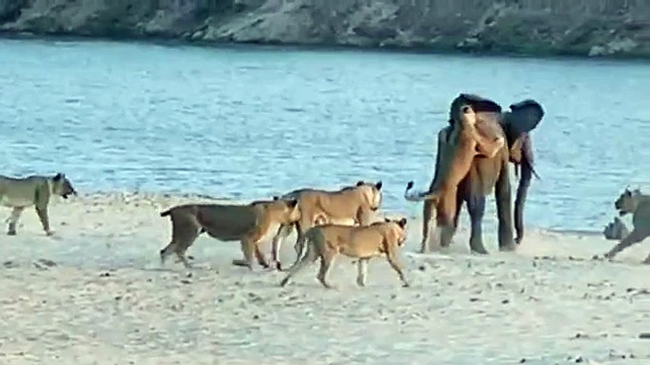 elephant survives attack by 11 Lions
