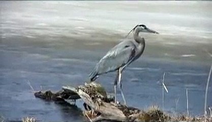 The Great Blue Heron