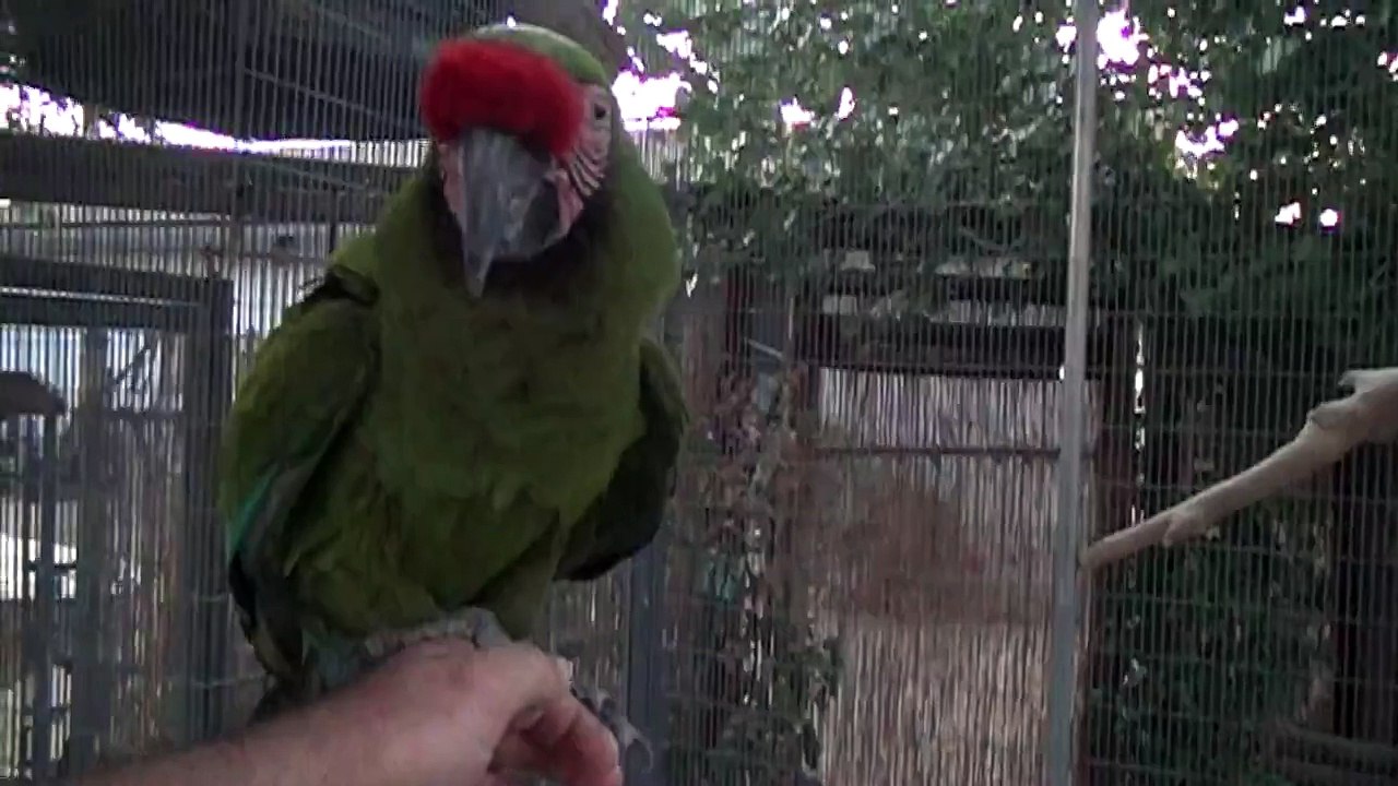 Up Up & Away Macaw flight in slow motion and in Hi Definition 60p 1080p
