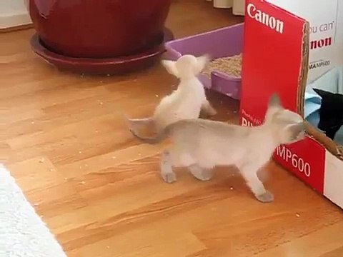 Kittens Boo Boo 9 juni 2008