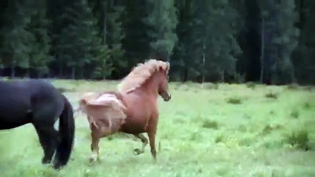 Hallgerdur fra Kirkjubæ møter Sævar fra Hæli juli 2008