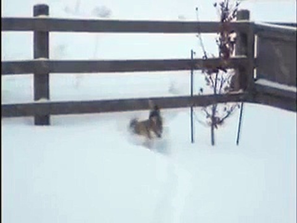 Shiba's In Blizzard 2