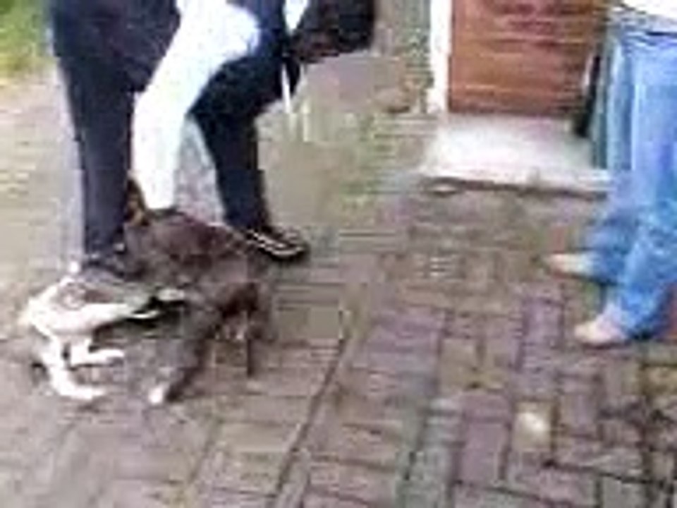 american bulldog x presa canario playin with staff x pit