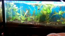 Planted Aquarium Substrate Change: How to use soil in your tank