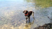 GSP - German Shorthaired Pointer Swimming and Retrieving