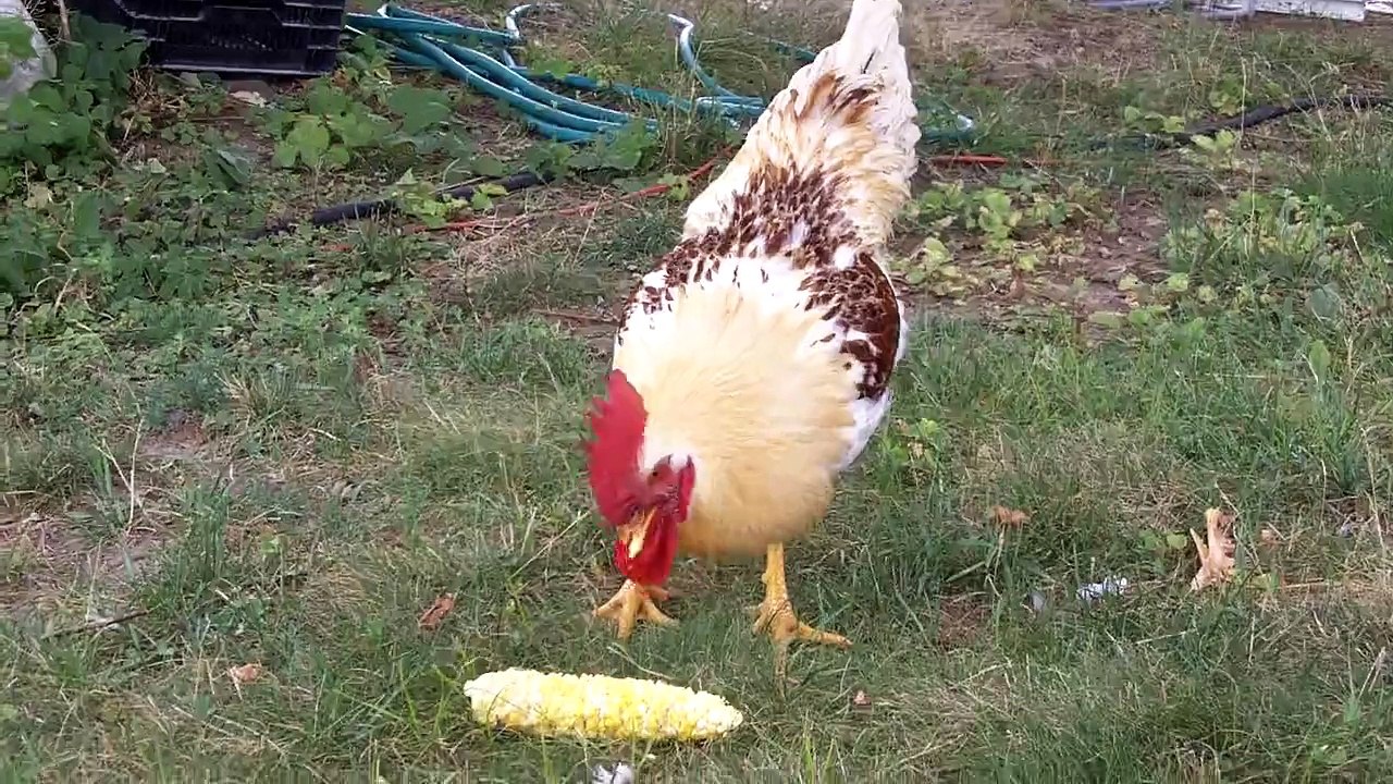 Rooster Crowing II