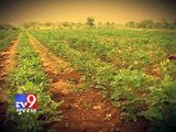 Tv9 Gujarat - Emu farming flourishing in Bharuch
