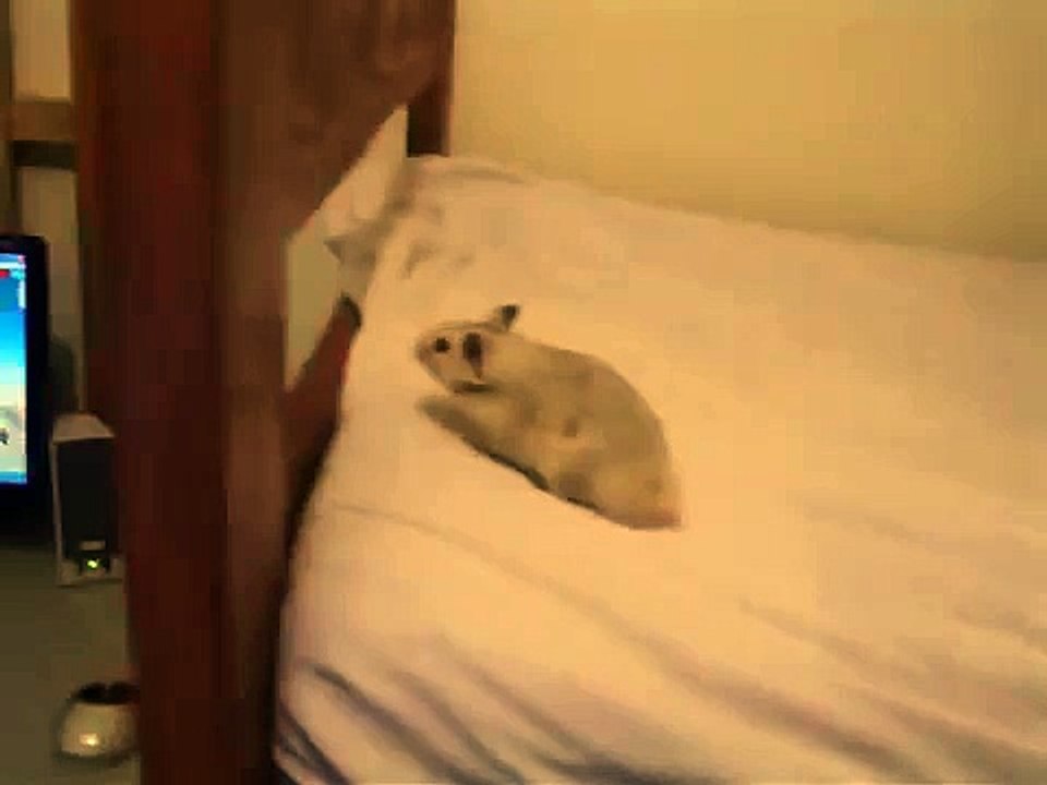 hamster y cobaya  muy gracioso