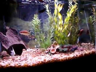 Fighting Fish vs White Angelfish