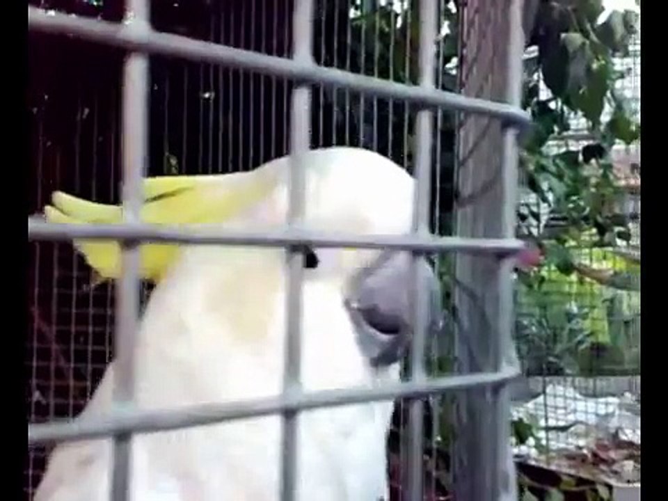 Wittumainen Papukaija osa 1. Cursing Cockatoo.