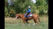Gorgeous & Sweet English Western Pleasure Trial Horse For Sale