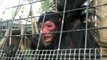 London Zoo - Hand Feeding The Red Faced Black Spider Monkeys.mov