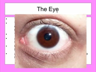 Eye structure & iris reflex for IGCSE Biology