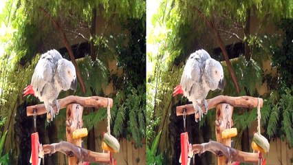 My African Grey 3D side by Side HD