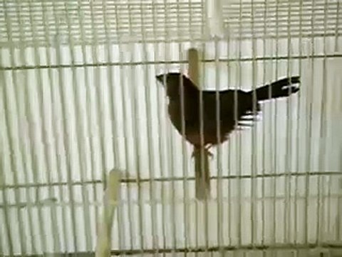 Femea de azulão pronta para ser galado -chrys-